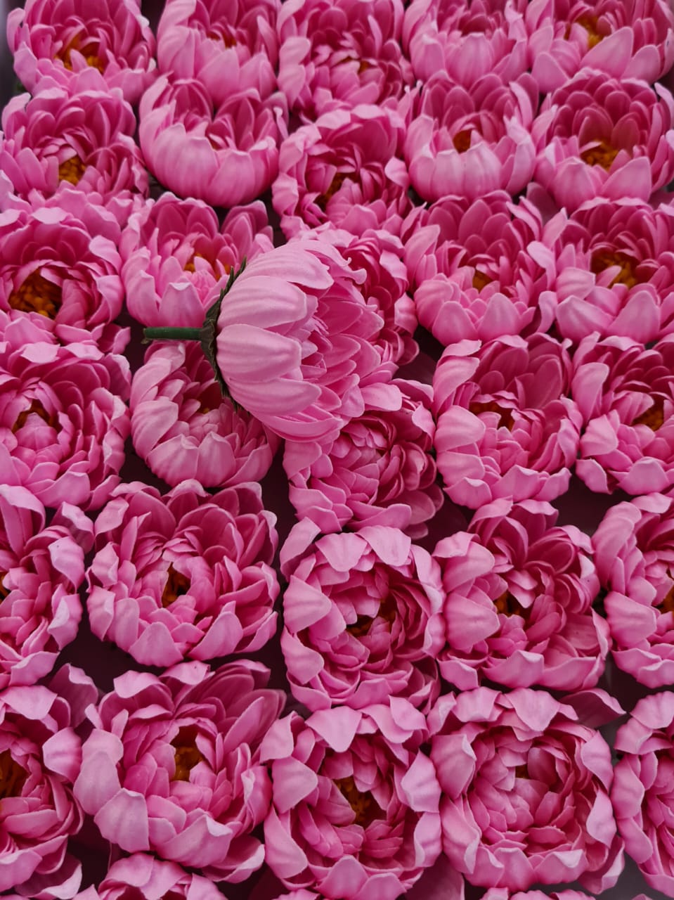 Хризантема Х4. Ярко-розовая Хризантема Х4. Ярко-розовая