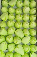 Тюльпаны. Цвет Салатовый. Размер цветка 6*4 см