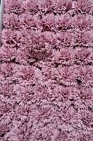 Декоративные цветы Гвоздика. Цвет пудра розовая.  Упаковка 50 шт.