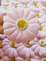 Ромашка крупная. Цвет розовый, сердцевина с белым напылением.