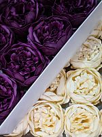 Набор пионов микс 7/13. Цвет Кремовый/ Марсала