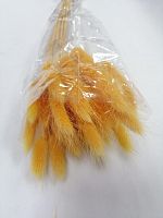 Сухоцвет Лагурус оранжевый. Приблизительно 30-32шт