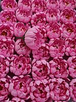  Хризантема Х4. Ярко-розовая