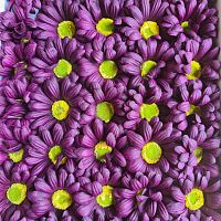 Ромашка крупная. Цвет Марсала. Размер цветка 7 см .