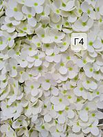   Гортензия средняя. Г4. Цвет айвори