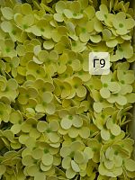  Гортензия средняя . Г9.