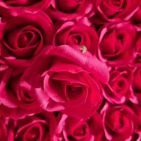  роза крупная. Бутон 6 см. Цвет красный Упаковка 50 шт.