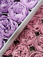 Набор пионов микс 9/5. Цвет Светло сиреневый/ Пудра
