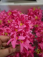 Цветок Гиацинта № 3. Высота 12 см . Уп-25 шт.