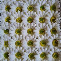 Ромашка крупная. Белая. Размер цветка 7см .