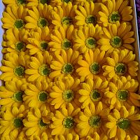 Ромашка крупная. Желтая. Размер цветка 7 см