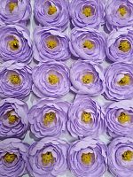 Цветок ранункулюс. Цвет сиреневый. Диаметр цветка 6 см.