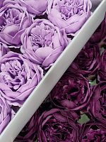 Набор пионов микс 9/13. Цвет Светло сиреневый/ Марсала