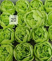 Пионы номер 20. Цвет зеленый. Упаковка 16 шт. Размер цветка 8*8 см.